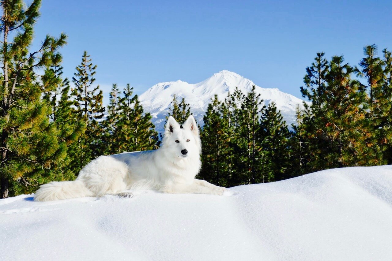 White Swiss Shepherd laying in the snow