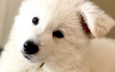 Helping Your White Swiss Shepherd Overcome Fear of Loud Noises