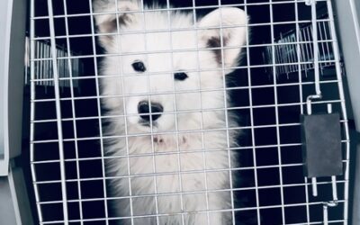 Why You Should Crate Train Your White Swiss Shepherd