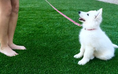 How to Stop Your White Swiss Shepherd Puppy From Jumping on You