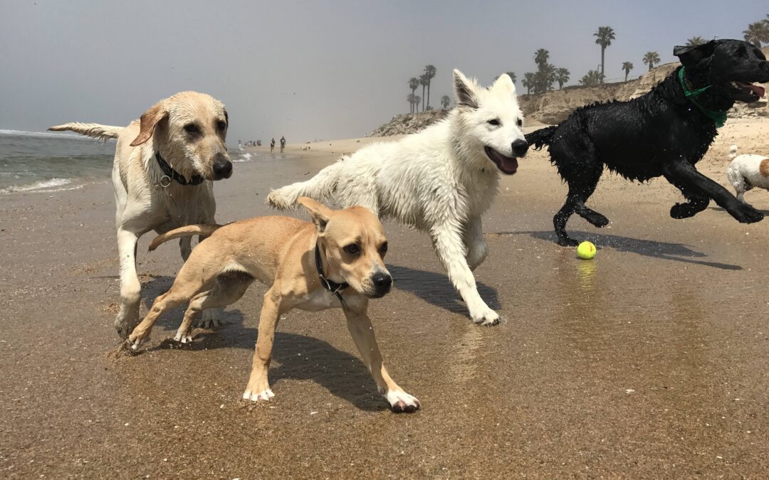 Should I Take My White Swiss Shepherd Puppy to a Dog Park?