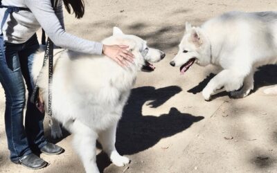 How to Introduce Your White Swiss Shepherd to Other Dogs